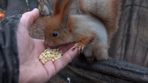 Очень голодная Рыжая. Зарисовка