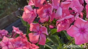 Флокс Валентина Гаганова в моем саду