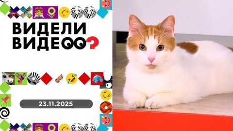 Видели видео? Выпуск от 23.11.2025