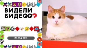 Видели видео? Выпуск от 23.11.2025