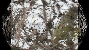 Эти милые щуры и клёсты - еловики лопают ранетки)