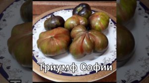 САМЫЕ СЛАДКИЕ ПОМИДОРЫ!  Набор 16"Томаты Селекции Софии Сааковой"