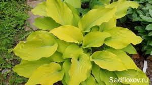 Самая главная желтая хоста Сан Пауэ (Sun Power), в моем саду
