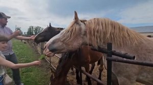 Ep.58 Soviet Draft Horses (Russian Subtitles)