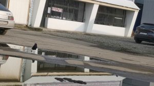 Считаем ворон