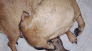 Прибавление в семье/Рождение новой жизни.