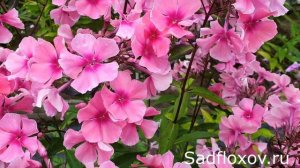 Флокс Татьянин День, селекции Татьяны Шаповал