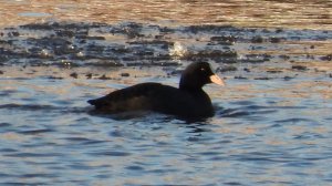 Поздний отлёт птиц, Лысуха, наблюдение в Великом Новгороде, 23 ноября 2025