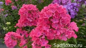 Повторно цветущий флокс Февронья моей селекции