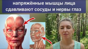 В ухудшении зрения виноваты скуловые и другие мышцы лица. Упражнения для укрепления здоровья глаз