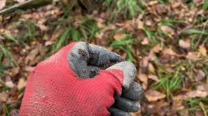 Добрался я до этого леса. Коп на старых дорогах