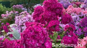 Вишневый флокс Разгуляй, моей селекции