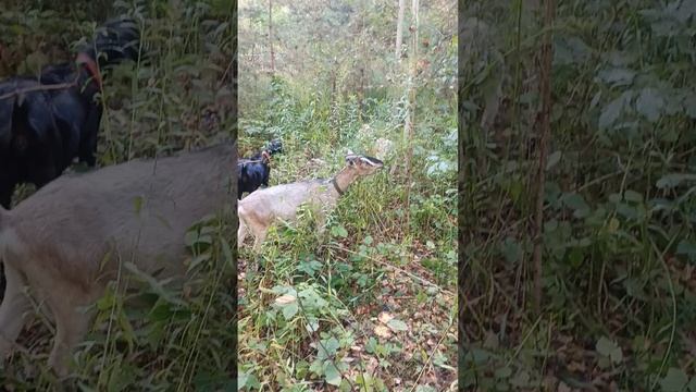 Кормление, выпас коз в лесу