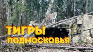 Парк тигров в Подмосковье - Москвография - Что посмотреть в Москве