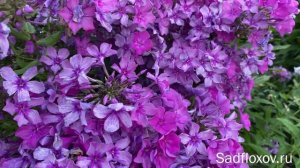 Неприхотливый флокс Художник, моей селекции