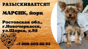 Пропала собака! МАРСИК, йорк. Ростовская обл., г.Новочеркасск.