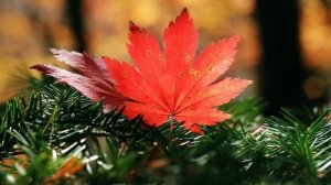 Волшебный мир осени