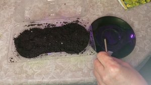 Пора сажать эустому. Сезон 2026 открыт!!!