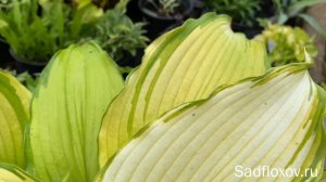 Хоста First Dance (Фёст Денс) в моем саду