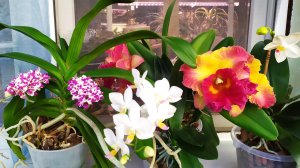 Как поливать каттлеи. Новые орхидеи. Домашние цветение орхидей.