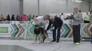 Верный Воин Дог Бодигард