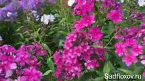 Дымчатый флокс Галина Вишневская, моей селекции