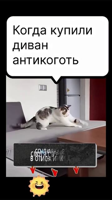 Когда купили антикоготь 😁