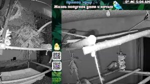 Волнистые попугаи 🦜🦜🦜 | авиарий на балконе📍