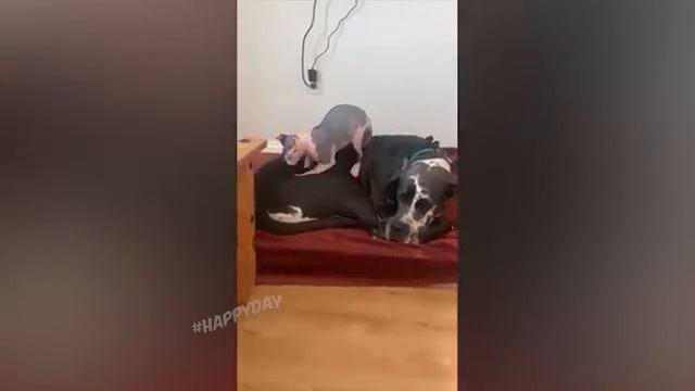 ПРИКОЛЫ С ЖИВОТНЫМИ ДО СЛЕЗ №6 #Смешные животные #Юмор #Приколы с животными смотреть онлайн