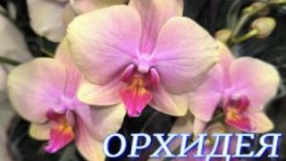 №1145/ ОБЗОР орхидей в маг. ОРХИДЕЯ