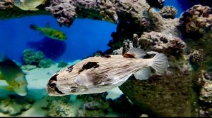 Москвариум. Часть 2