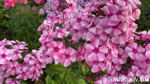 Флокс Ветряная Мельница, селекции Б.Г. Казакова