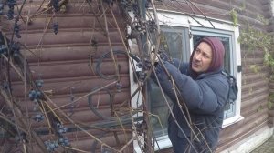 Зимний виноград часть 2