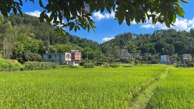 Цикады, обеденная жара, зелень... #дзен @comyiyixiang