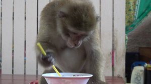 Наливают в тарелку любимое блюдо обезьянки - кокосовое молоко и та с аппетитом начинает есть.