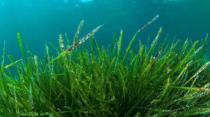 Спирулина - за или против, давайте разбираться...