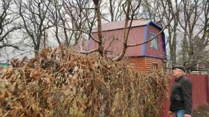 Про дачу в ноябре. Девичий виноград, черешня!