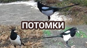 Сороки и компания.Потомки измельчали.