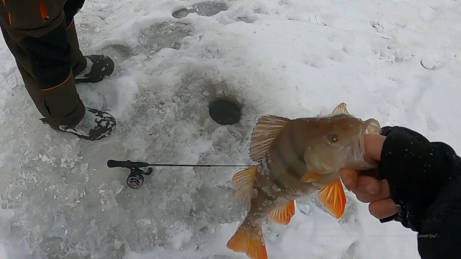 За окунем на первый лёд