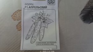 Огурец «Апрельский F1» — холодостойкий ранний гибрид для старта сезона