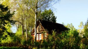 Берёза. Сентябрь.