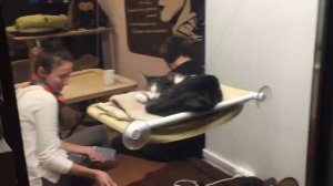 СПб ‑ Котокафе: взгляд изнутри