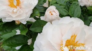 Мощный пион Блашинг Принцесс (Blushing Princess) в моем саду