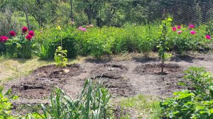 Лиственные новинки 2025 в нашем саду.