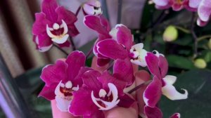 Цветут цветы! Немного моих орхидей!