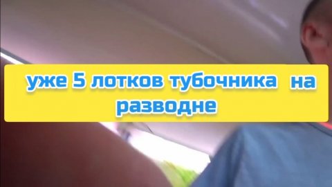 Уже 5 лотков трубочника на разводне