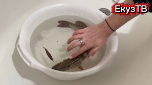 Пробил бак?Ловля Щуки на Оке