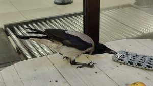 пытается позвонить