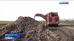 Завершается уборка сахарной свёклы в Гиагинском районе