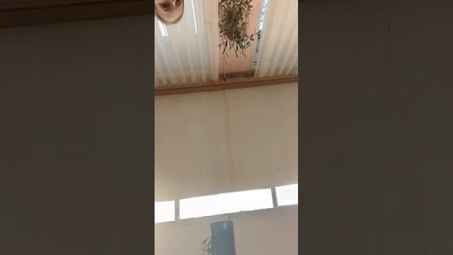 sos смотреть онлайн